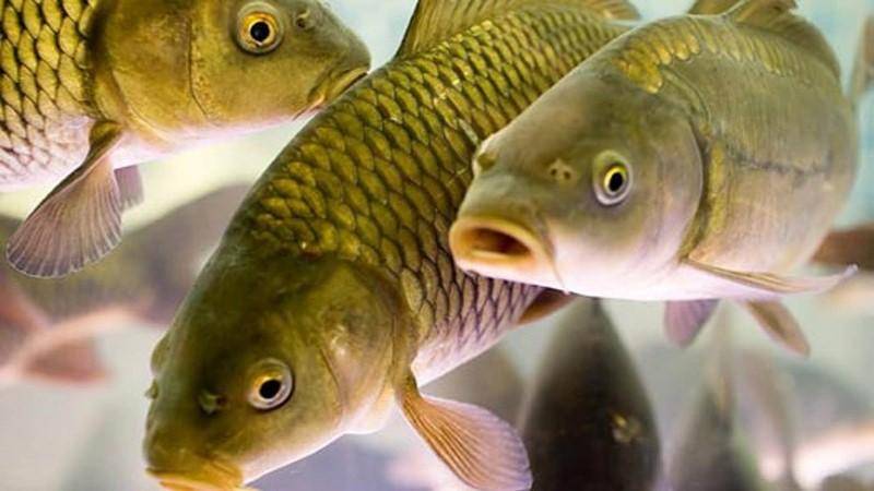 Условия содержания рыбы в искусственных водоемах.