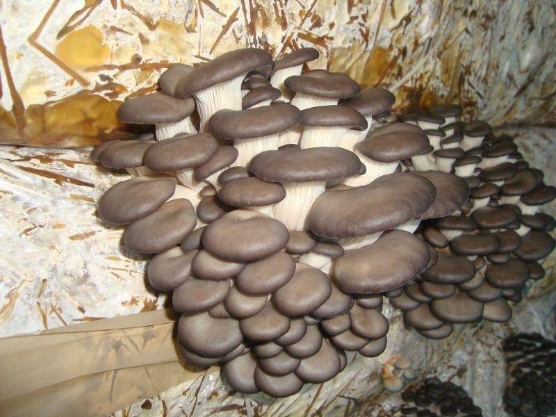 Период плодоношения грибов вешенок.