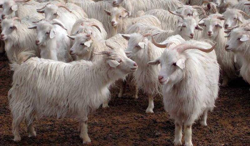 Как выбрать породу коз для разведения в домашних условиях?