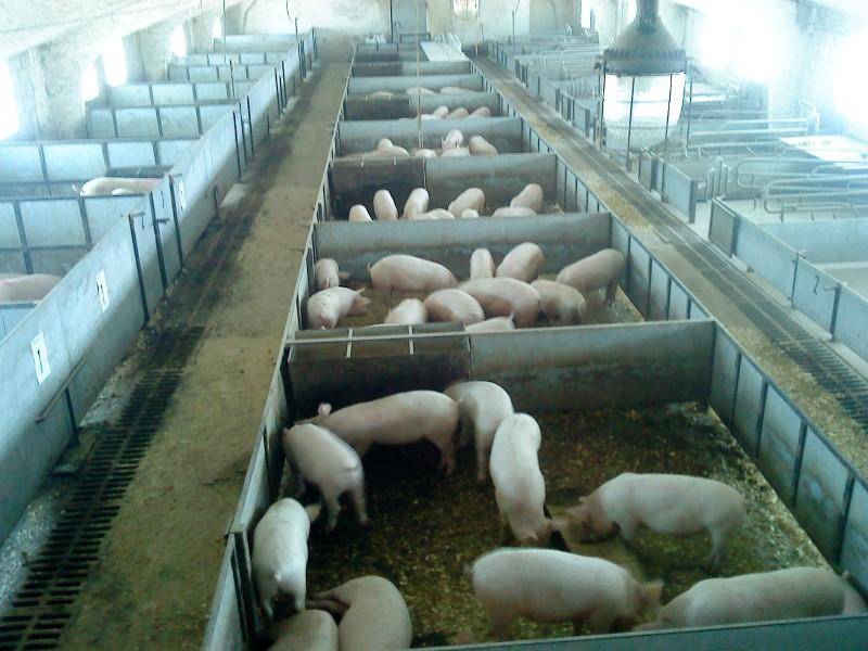 Каким должно быть помещение для выращивания свиней?