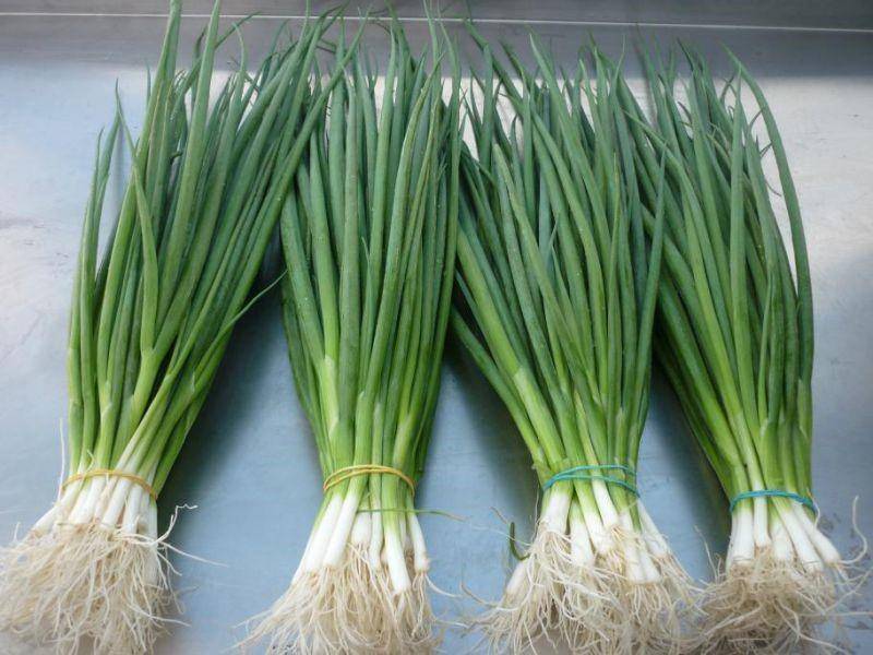 Как реализовать зеленый лук?