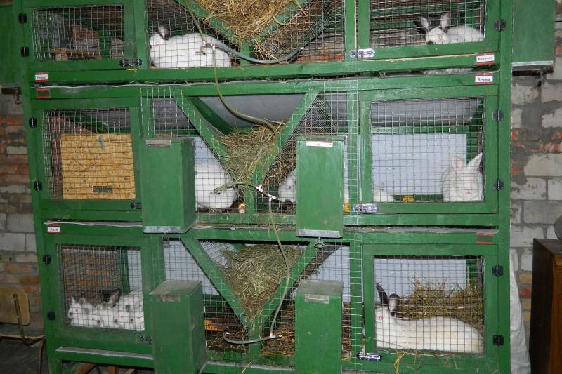 Клетки для кроликов своими руками: как сделать клетку для кроликов