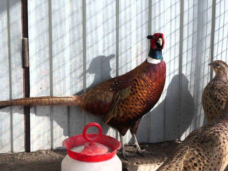 Основные достоинства и недостатки бизнеса по разведению фазанов в домашних условиях.
