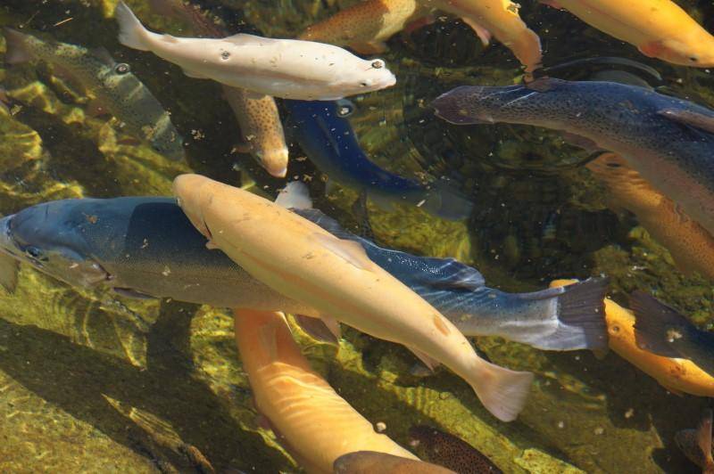 Секреты разведения рыб в искусственных водоемах