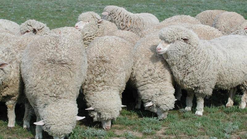 Разведение овец в домашних условиях для начинающих: как выбрать породу?