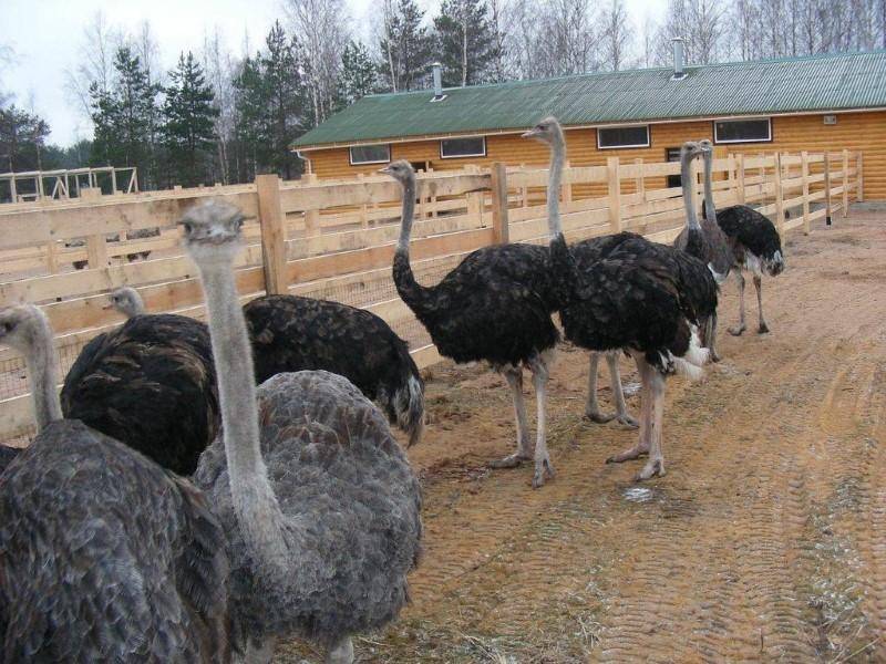 Фермерское разведение страусов в домашних условиях: цена продукции в России.