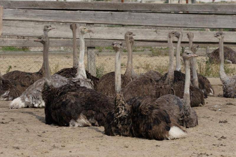 Как разводить страусов в домашних условиях?