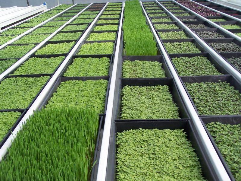 Выращивание микрозелени в домашних условиях и теплицах