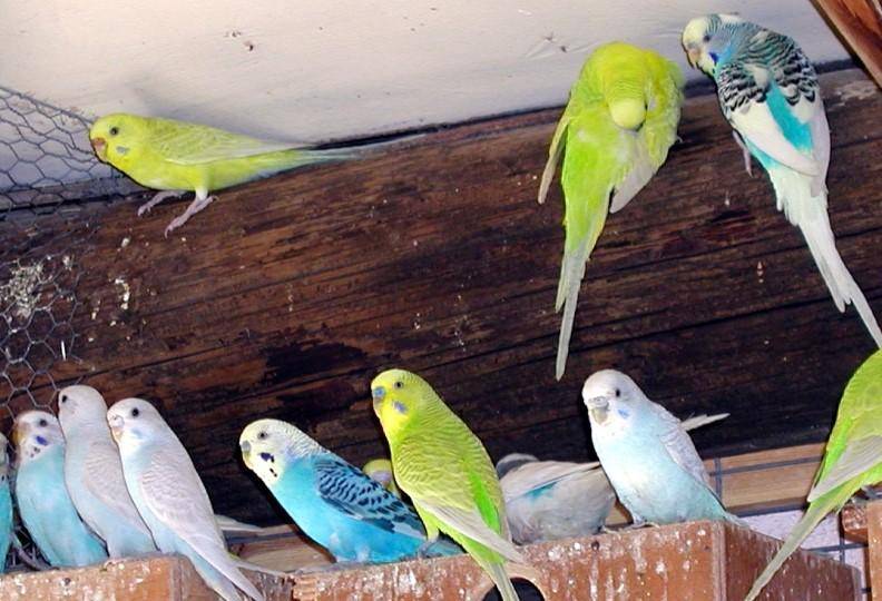 5 главных правил бизнеса по выращиванию волнистых попугаев