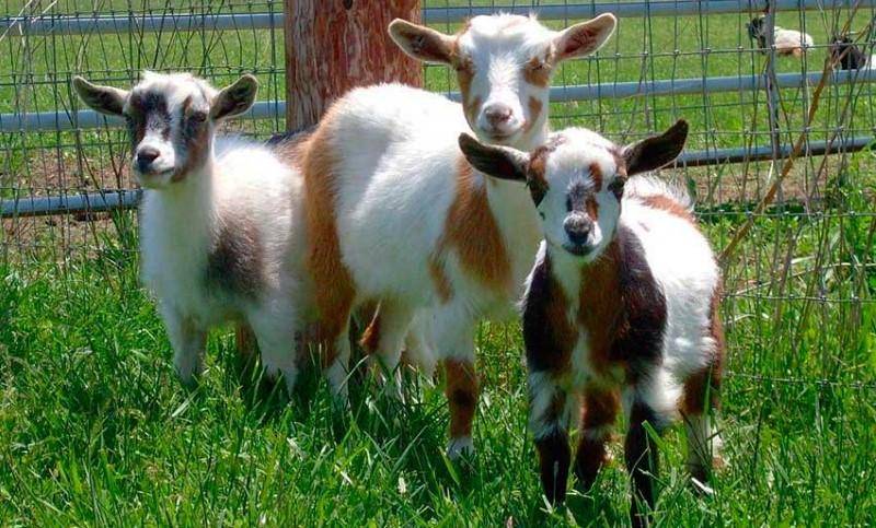 Примерный бизнес-план разведения коз в домашних условиях для начинающих.