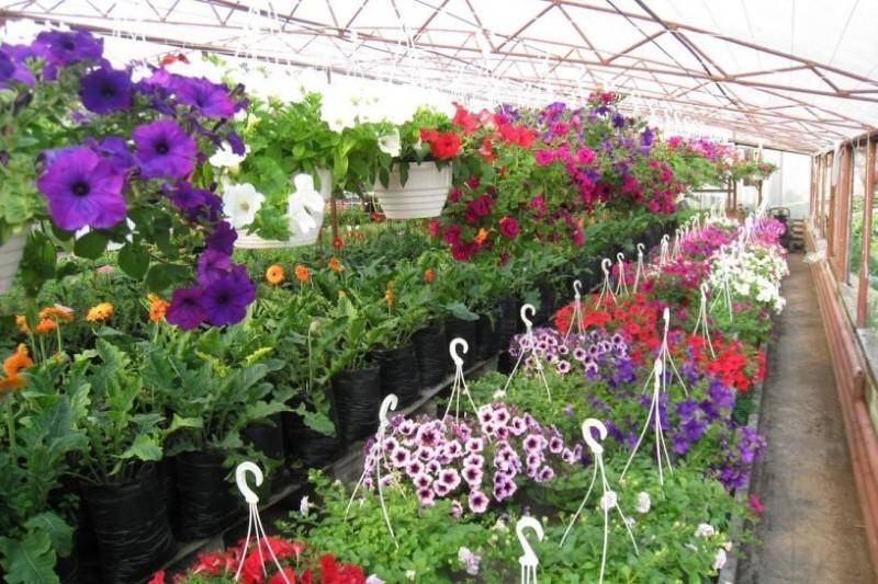 Как выращивать цветы в теплице на продажу?
