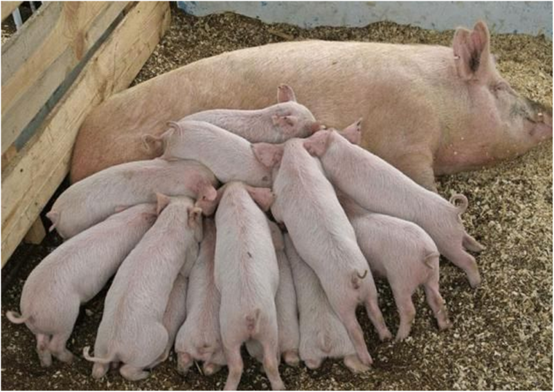 Правила содержания свиней и поросят - Советы и особенности | «Электропастух»