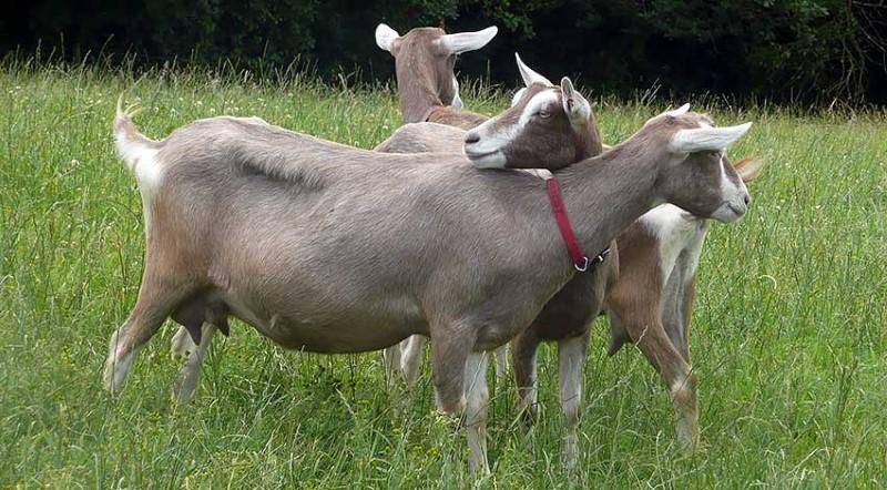 Разведение коз в домашних условиях для начинающих: как создать свою ферму?
