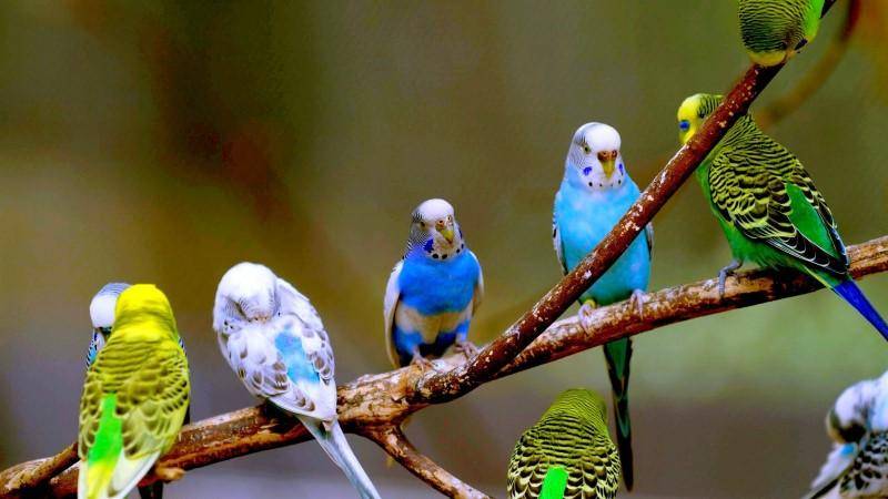 Виды и породы попугаев – фото и названия, разновидности домашних попугаев