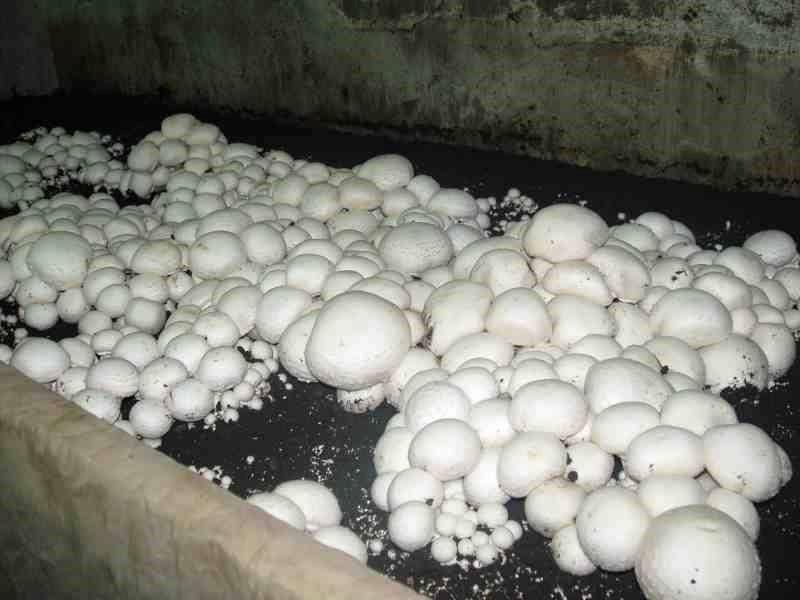Выращивание грибов как бизнес: что нужно знать для начала грибного бизнеса