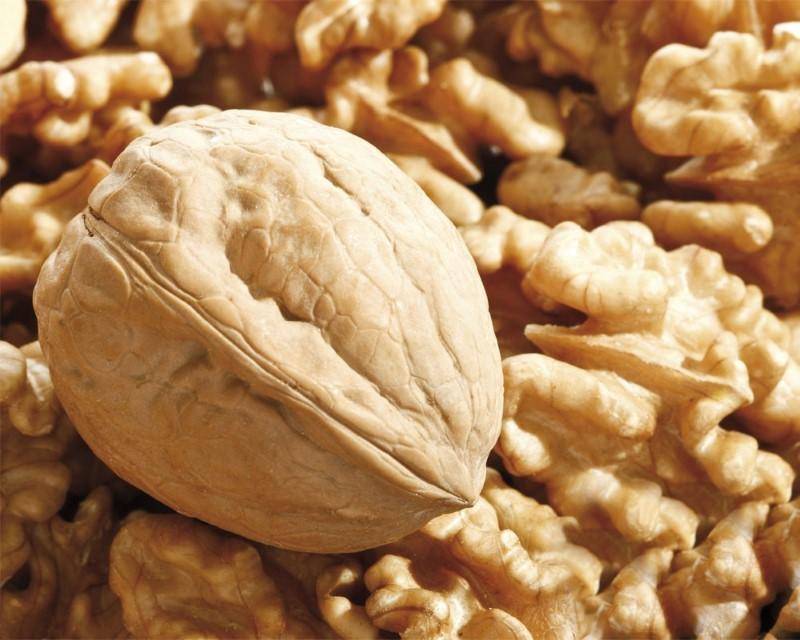 Как выращивают грецкие орехи в промышленных масштабах?