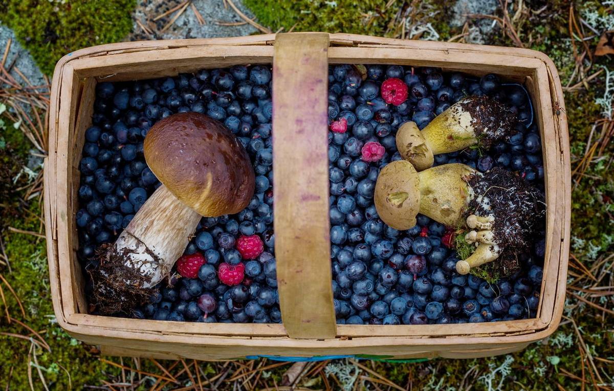 Сбор грибов и ягод ставят на учёт