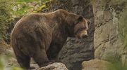 Жителей Финляндии призвали быть бдительными из-за пробуждения медведей