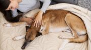 Ученые выяснили, почему нельзя спать с собаками в одной кровати