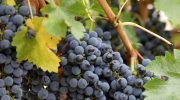 Врач Утюмова: злоупотребление виноградом может спровоцировать эту неприятную болезнь
