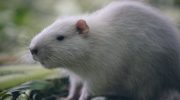 Новая эпидемия: жители Испании рискуют заразиться крысиным гепатитом Е