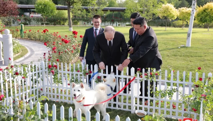 Ким Чен Ын подарил Владимиру Путину двух охотничьих собак породы пхунсан Фото: REUTERS.