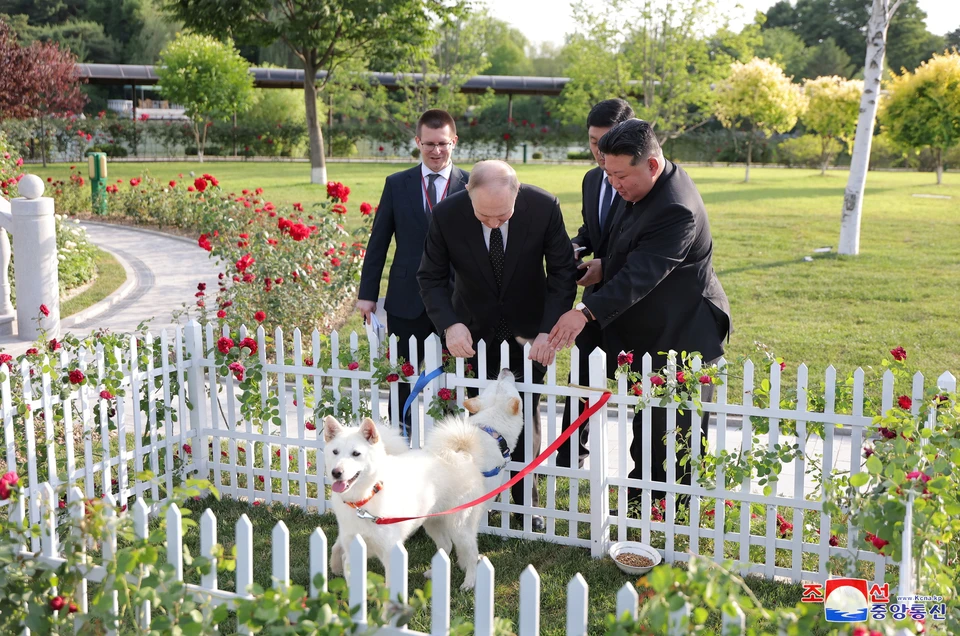 Ким Чен Ын подарил Владимиру Путину двух охотничьих собак породы пхунсан Фото: REUTERS.