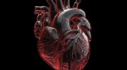 Финские ученые разработали метод предсказания сердечной недостаточности