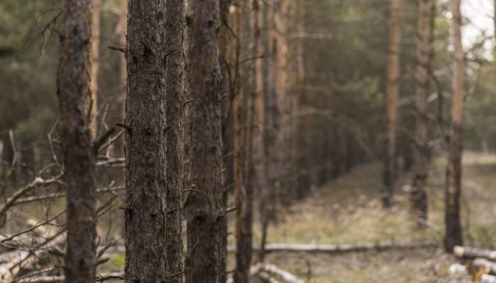 В Башкирии на охоте трагически погиб брат генерала Минобороны Горохова